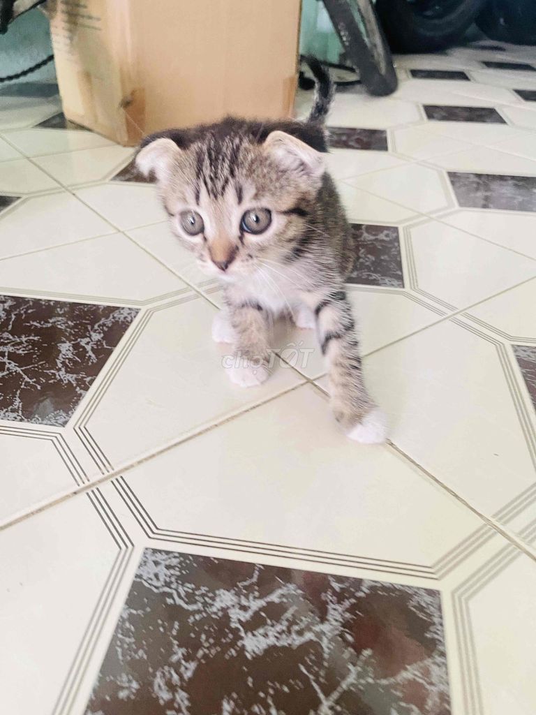 Mèo lai ALN gần 2 tháng. Mua bán Mèo tại Huyện Long Thành Đồng Nai được đăng bởi Anna hình 1