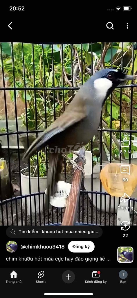 Chim Khướu Đực Bạc/Mun. Mua bán Chim tại Quận Tân Bình Tp Hồ Chí Minh được đăng bởi tien hình 1
