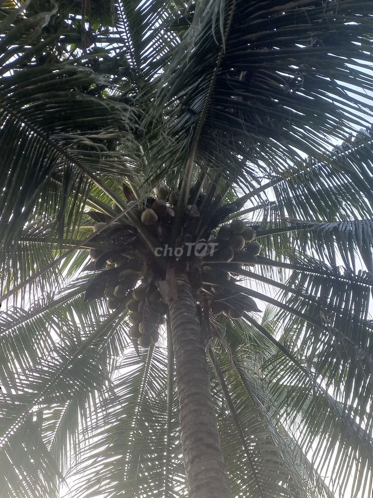 Cây giống Dừa dâu đang lên mộng. Mua bán Đồ chuyên dụng, Giống nuôi trồng tại Huyện Giồng Trôm Bến Tre được đăng bởi HUỲNH MINH THANH  hình 1