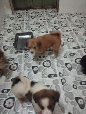 Chó Phú Quốc F1 con nhiều màu cả hai