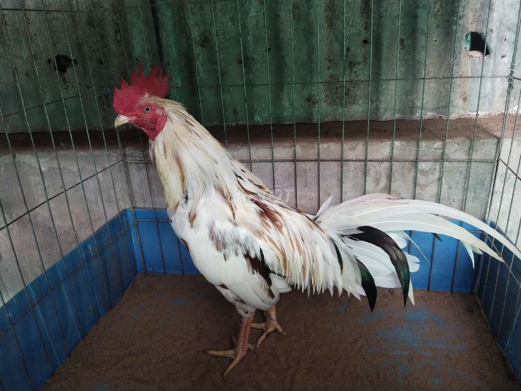 Gà chọi đực 3.2kg Trắng Nâu Đen. Mua bán Gà tại Huyện Mỹ Xuyên Sóc Trăng được đăng bởi Trần Hùng hình 1