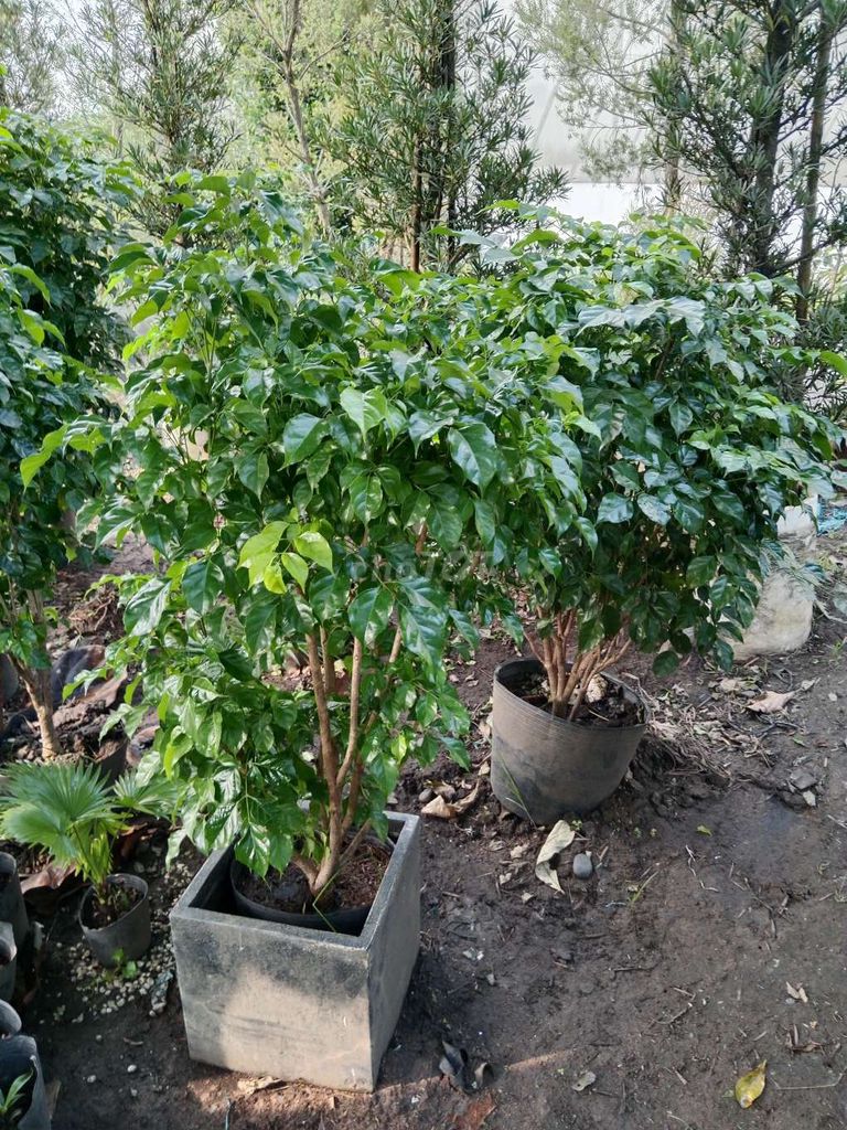 Cây hạnh phúc cao 1,2m. Mua bán Cây cảnh, đồ trang trí tại Thành phố Thủ Đức Tp Hồ Chí Minh được đăng bởi thế giới chậu hình 1