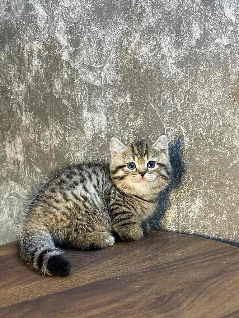 Mèo tappy hổ con đáng iu. Mua bán Mèo tại Quận Tân Bình Tp Hồ Chí Minh được đăng bởi Như Ý hình 1