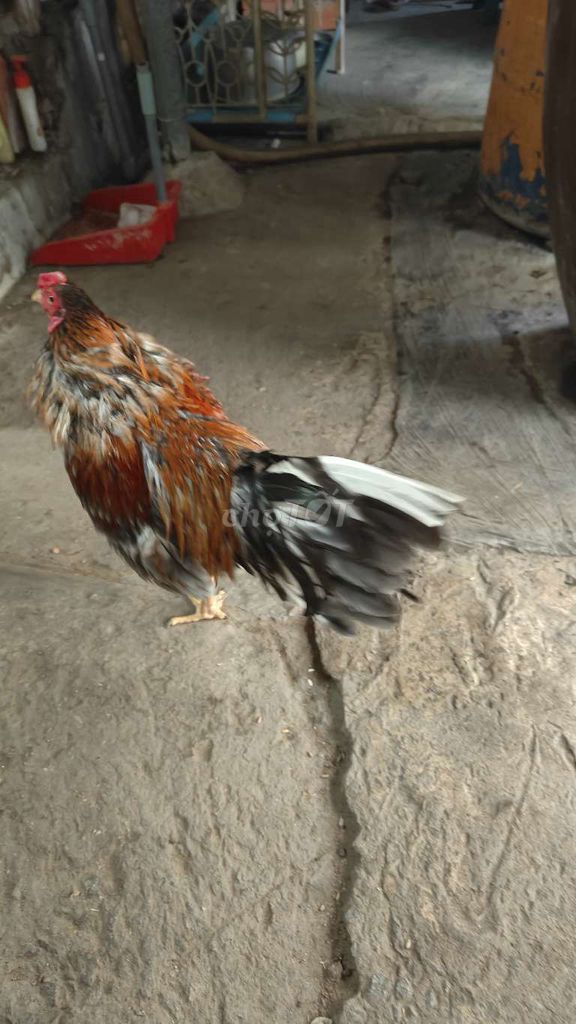 Gà tre 1.4kg đực 8 tháng. Mua bán Gà tại Thị xã Bình Minh Vĩnh Long được đăng bởi Thắng Gờm hình 1