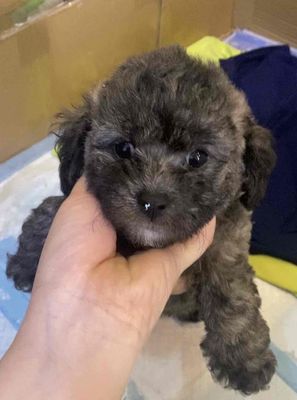 poodle thuần chủng nhà mới đẻ