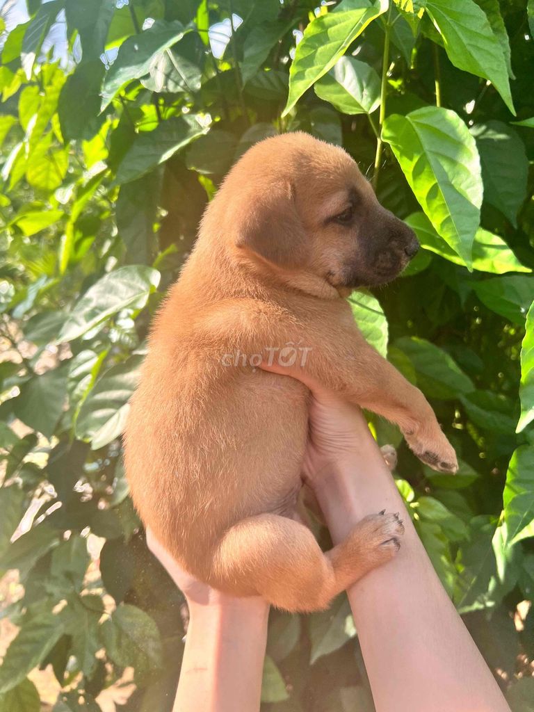 Chó Lạp Xưởng lai Nâu, Đen vàng Béo ú. Mua bán Chó tại Thành phố Mỹ Tho Tiền Giang được đăng bởi Ngọc Châu  hình 1