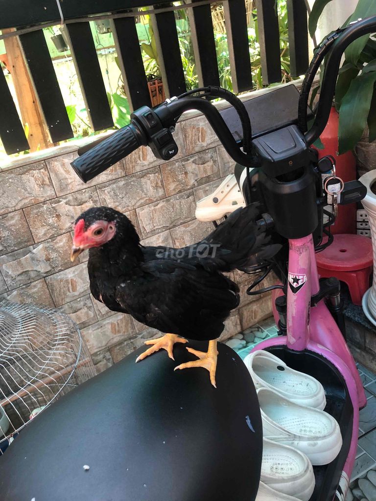 Gà trống màu Đen. Mua bán Gà tại Huyện Nhà Bè Tp Hồ Chí Minh được đăng bởi LÊ VĂN GIÀU hình 1