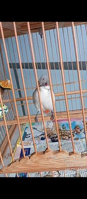 Mào mái xám trắng ae ghép đẻ,rồng xanh nam mỹ 80cm. Mua bán Chim tại Huyện Bình Chánh Tp Hồ Chí Minh được đăng bởi Thành Ban