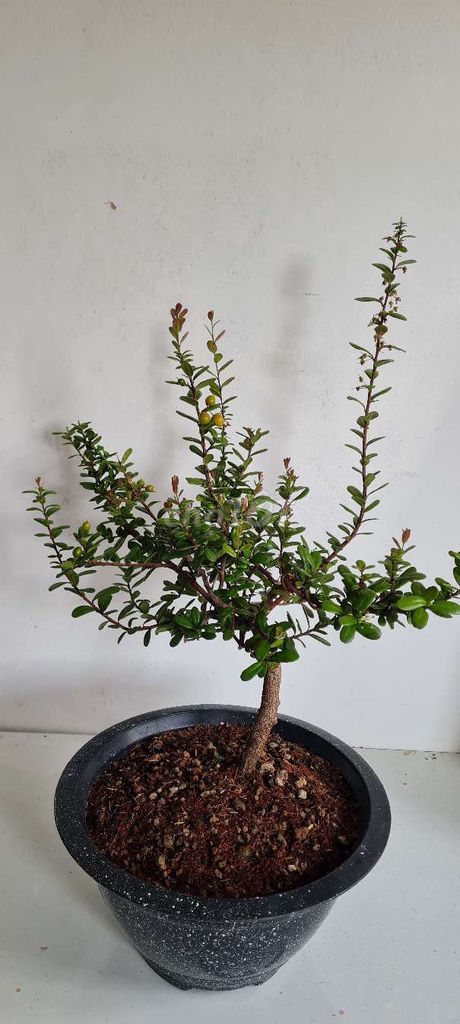 Hải châu bonsai đg hoa trái...c40, tán40