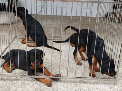 Chó Rottweiler Q12..