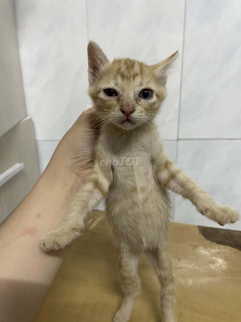 Mèo ta vàng. Mua bán Mèo tại Quận Tân Phú Tp Hồ Chí Minh được đăng bởi Trần Văn Hiến hình 1