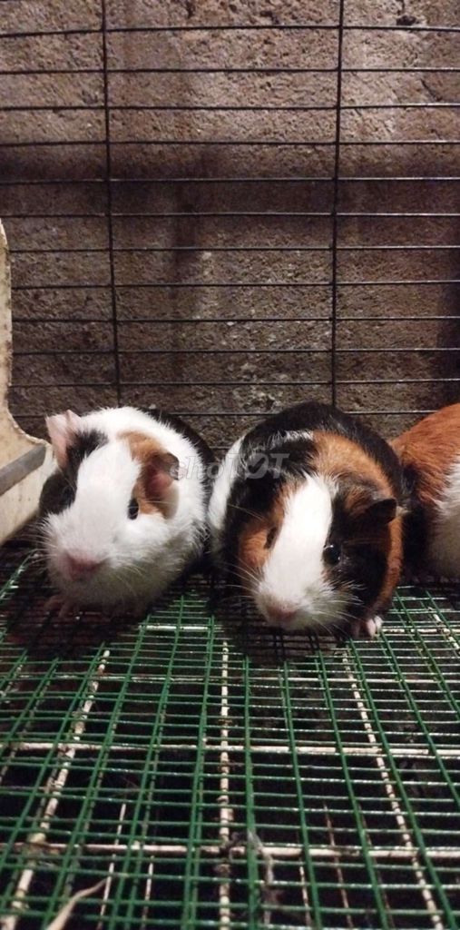 Chuột lang đa sắc dễ nuôi. Mua bán Thú cưng khác tại Quận Hai Bà Trưng Hà Nội được đăng bởi Mun Munn hình 1