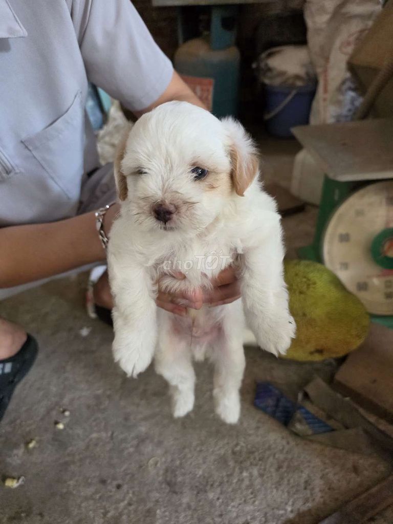 Chó Poodle trắng hơn 1 tháng tuổi. Mua bán Chó tại Quận Tây Hồ Hà Nội được đăng bởi luhan hình 1
