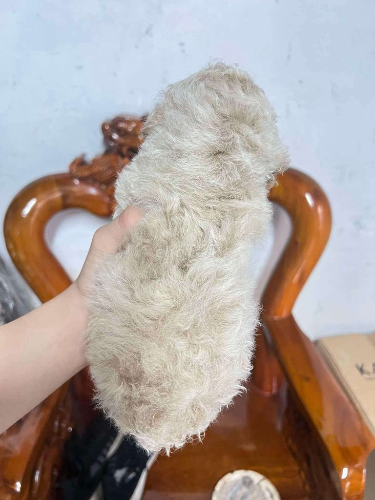 Cần gã bé poodle ạ