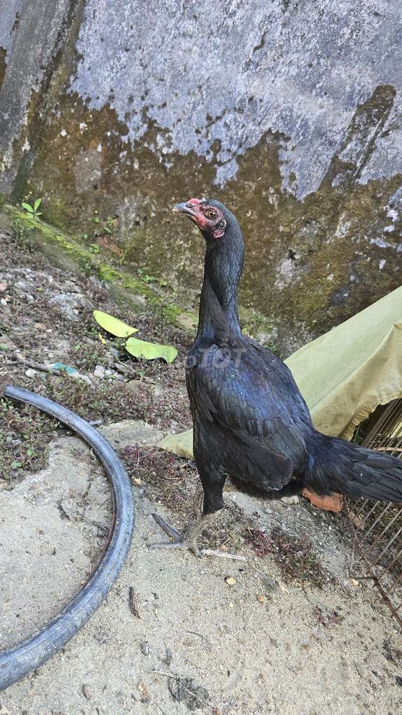 Gà chọi tơ 2.7kg. Mua bán Gà tại Thành phố Tam Kỳ Quảng Nam được đăng bởi Xuân Tiến  hình 1