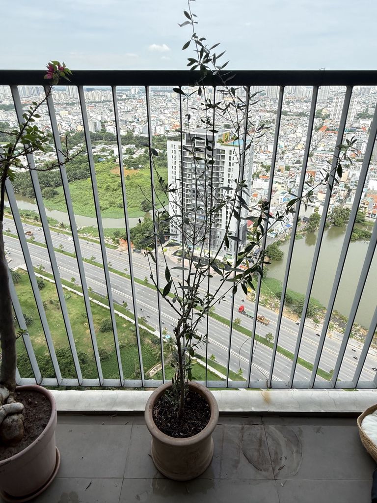 Cây Olive 150cm chậu Đất nung. Mua bán Cây cảnh, đồ trang trí tại Quận 7 Tp Hồ Chí Minh được đăng bởi Ha Nguyen hình 1