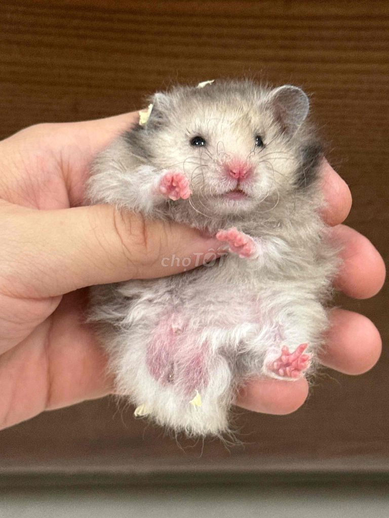 Hamster bear tạng trung. Mua bán Thú cưng khác tại Quận 8 Tp Hồ Chí Minh được đăng bởi Nguyên hình 1