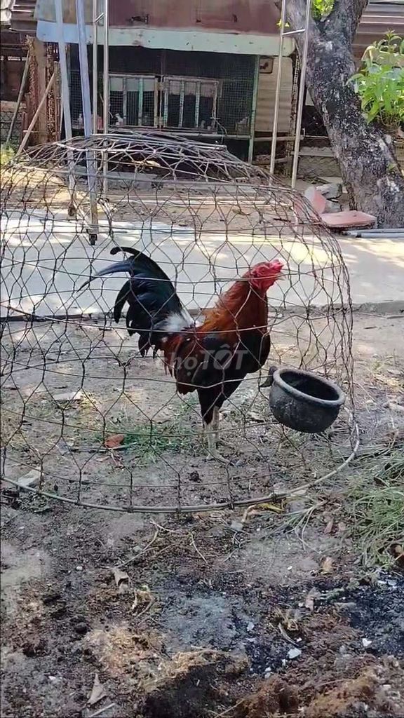 Gà tre điều i 1.2kg 1 mùa. Mua bán Gà tại Huyện Củ Chi Tp Hồ Chí Minh được đăng bởi Khánh Nguyễn hình 1