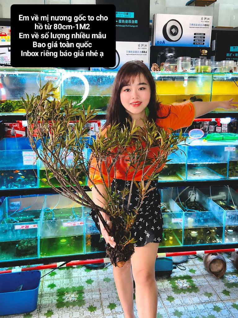 Cây thủy sinh Mị Nương gốc to khỏe mạnh. Mua bán Cây cảnh, đồ trang trí tại Quận Liên Chiểu Đà Nẵng được đăng bởi Trương Ngân Hà hình 1