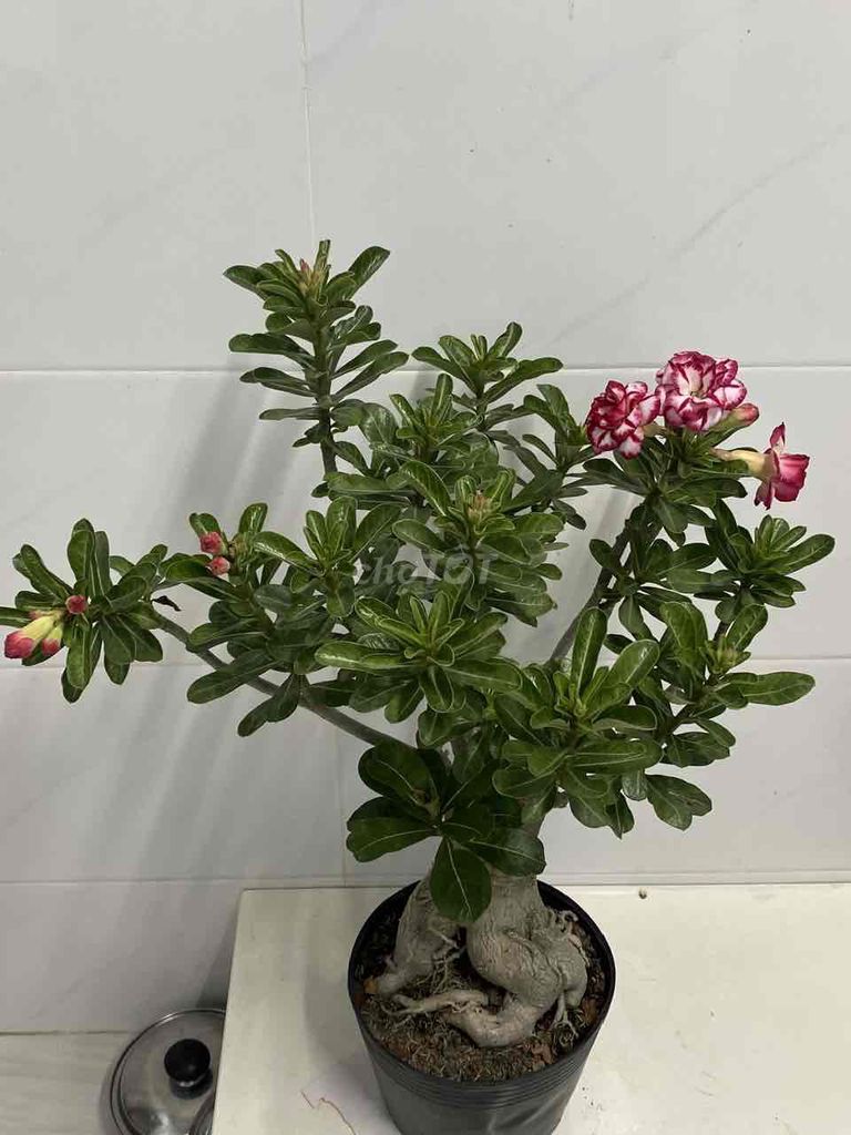 sứ ghép. Mua bán Cây cảnh, đồ trang trí tại Quận 7 Tp Hồ Chí Minh được đăng bởi Nga Trần hình 1