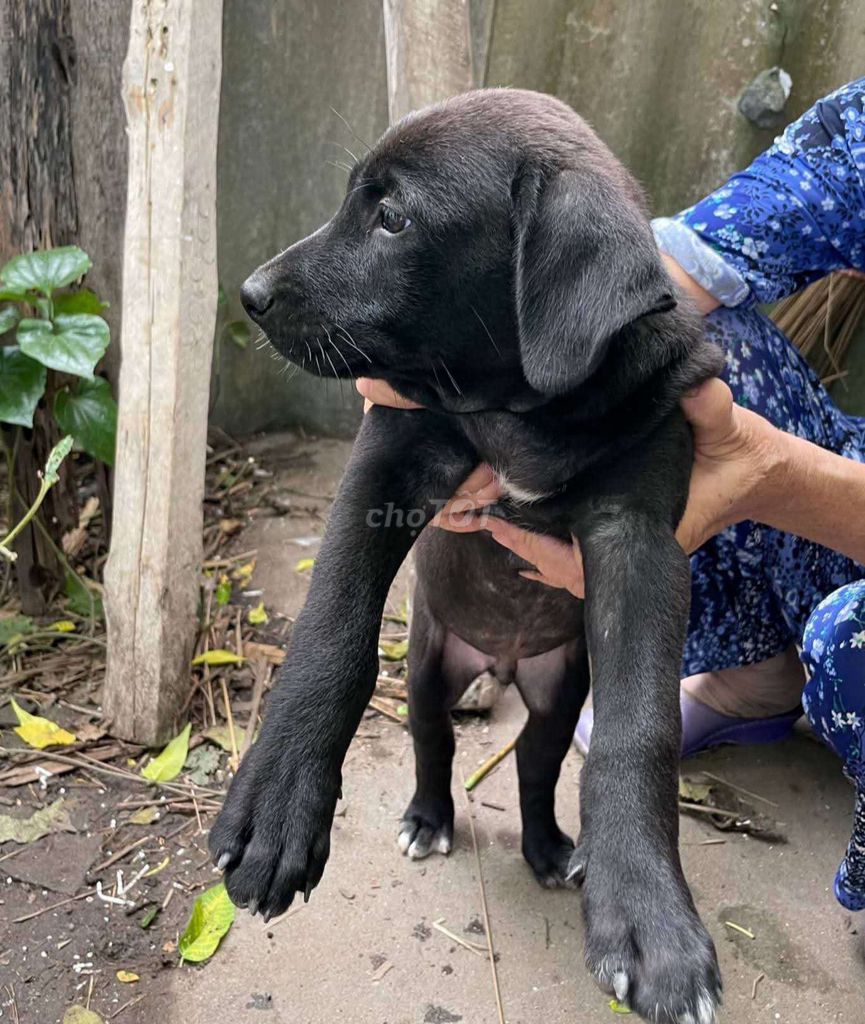 Chó Labrador lai to 2 tháng. Mua bán Chó tại Quận Kiến An Hải Phòng được đăng bởi Nguyen Quang Hung hình 1