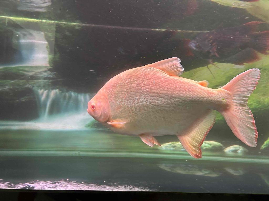 Pacu mắt đỏ size 50cm + HKPT 38-40cm