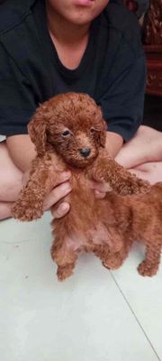 Poodle nhà thuần chủng
