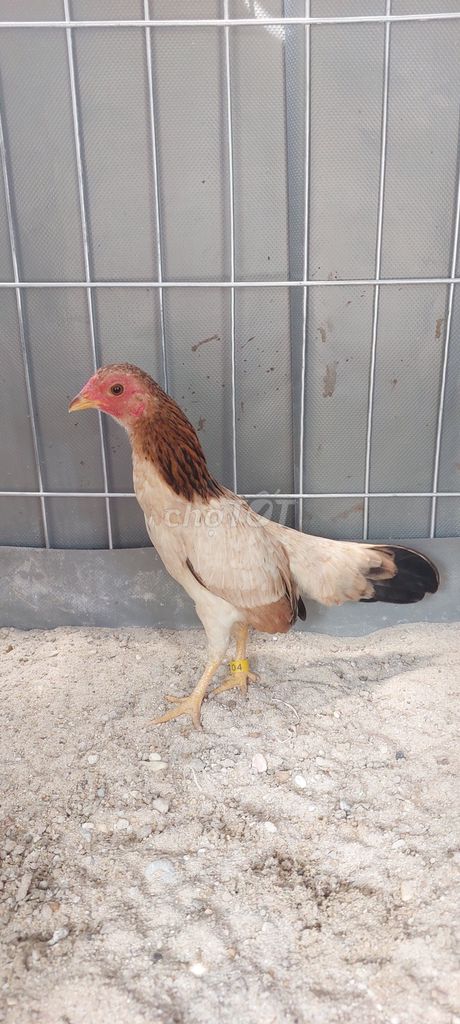 Gà Mái tre bắc cái. Mua bán Gà tại Thành phố Tây Ninh Tây Ninh được đăng bởi Thanh hình 1