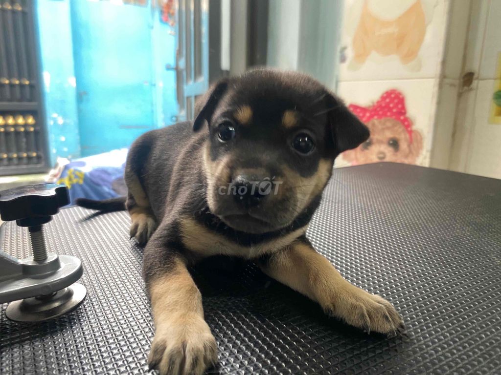 Chó con nhà đẻ mỏ ngắn dễ thương, chó đực. Mua bán Chó tại Quận 7 Tp Hồ Chí Minh được đăng bởi Bé Thỏ hình 1