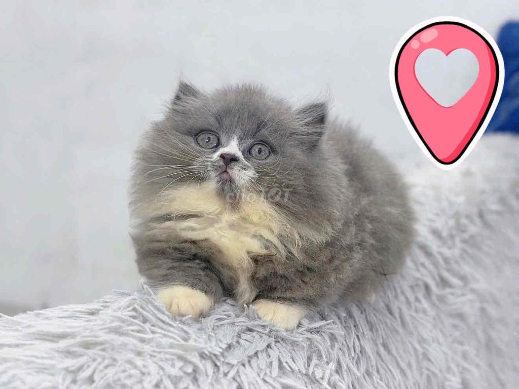 Mèo Munchkin lùn 2 tháng Xám trắng. Mua bán Mèo tại Thành phố Thủ Đức Tp Hồ Chí Minh được đăng bởi minh chiến hình 1