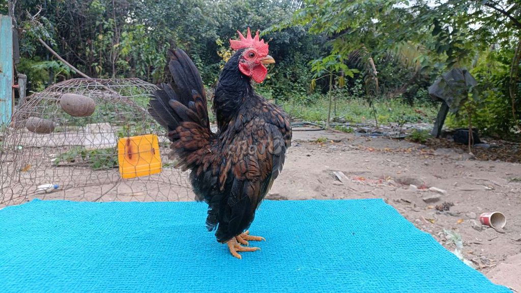 Gà serma hssv. Mua bán Gà tại Thành phố Rạch Giá Kiên Giang được đăng bởi Bush rạch giá hình 1