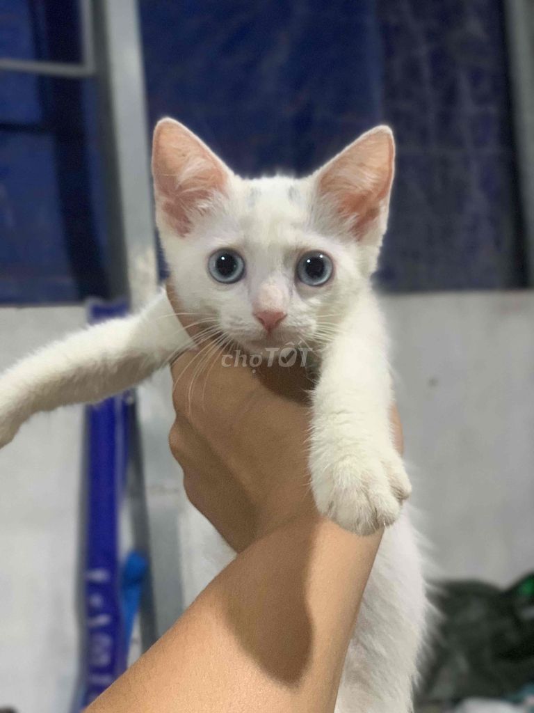 Mèo Anh lông dài lai Trắng Xám. Mua bán Mèo tại Huyện Thường Tín Hà Nội được đăng bởi Thành hình 1