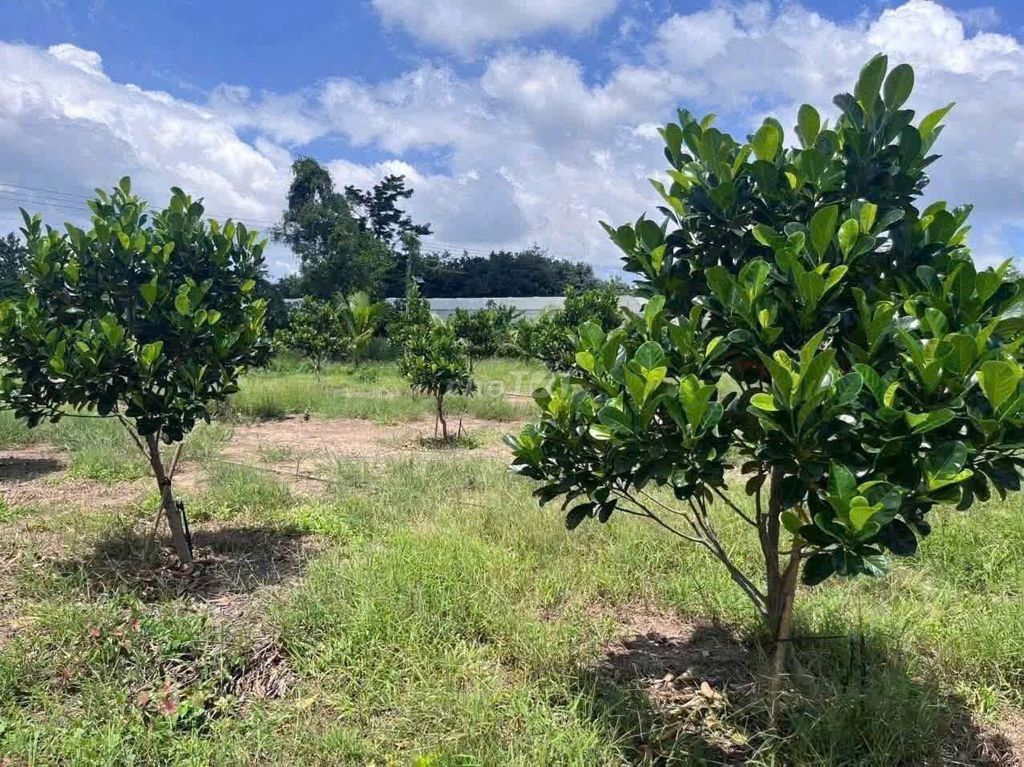 Bán vườn mít 5600m2 giá 615tr ở Phú Giáo, Bình Dương