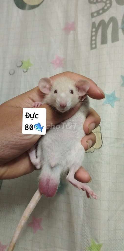 Chuột Dumbo Trắng Đực / Cái. Mua bán Thú cưng khác tại Quận Hai Bà Trưng Hà Nội được đăng bởi Mun Munn hình 1