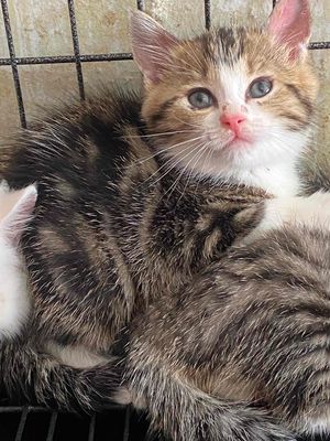 Mèo Anh ngắn gần 2 tháng cái