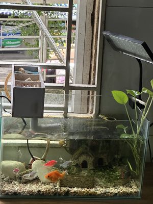 Dư 1 hồ thanh lý cho bạn nào nuôi chill chill nha. Mua bán Thú cưng khác tại Quận Bình Tân Tp Hồ Chí Minh được đăng bởi Nguyễn Ngọc