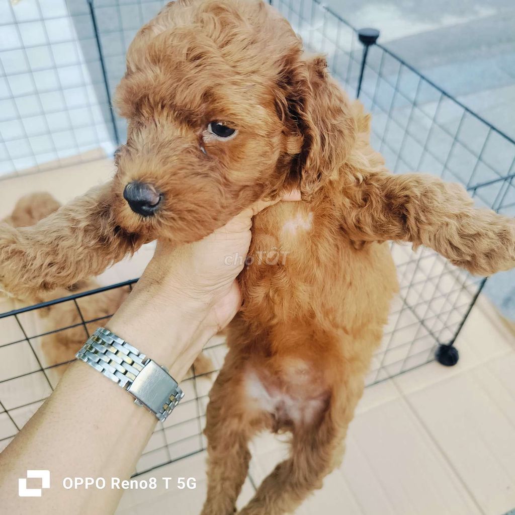 Chó poodle nhà đẻ bé yêu thương nhà  thuần chủng