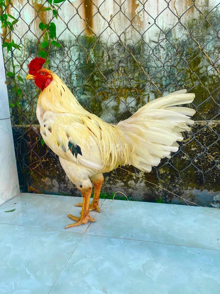 🍀bướm asil 3k1 cán vuông. Mua bán Gà tại Huyện Kế Sách Sóc Trăng được đăng bởi QUYÊN GÀ TUYỂN SÓC TRĂNG hình 1