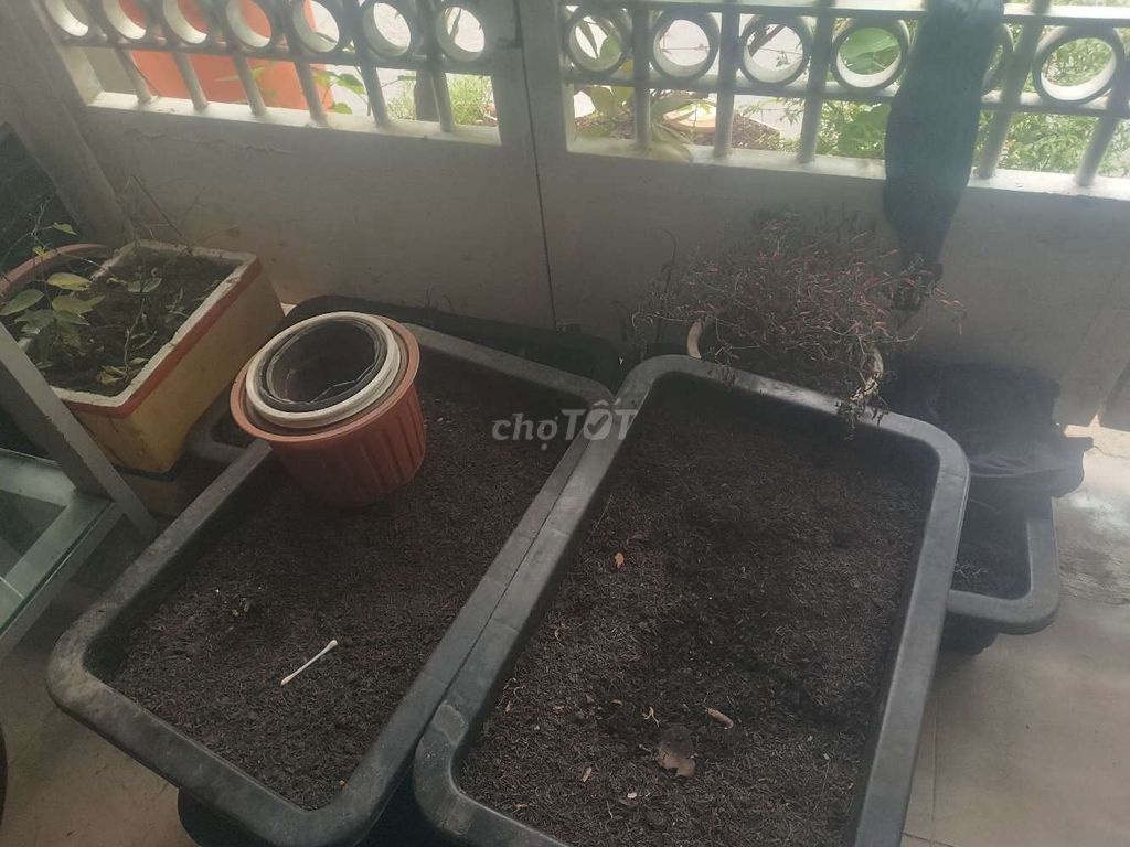 Thanh lý cây và đất. Mua bán Cây cảnh, đồ trang trí tại Quận 12 Tp Hồ Chí Minh được đăng bởi Cô Tô hình 1