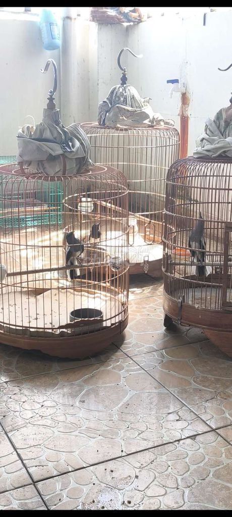 Chim Chích Chòe Than Mái 3 mùa dạn hót tốt. Mua bán Chim tại Quận 12 Tp Hồ Chí Minh được đăng bởi Chung hình 1