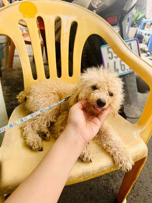 Poodle lai tìm ba me. Mua bán Chó tại Quận Gò Vấp Tp Hồ Chí Minh được đăng bởi Nguyễn Thị Phương Trâm