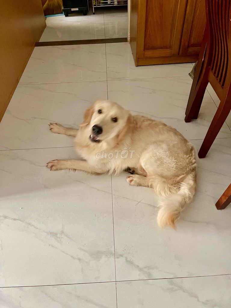 Chó Golden Retriever đực 7 tháng tuổi cực kỳ đẹp. Mua bán Chó tại Quận Sơn Trà Đà Nẵng được đăng bởi TD hình 1