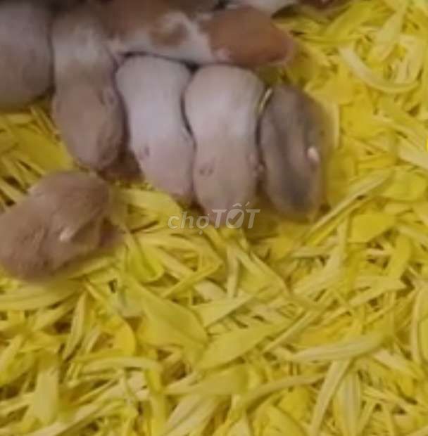 Chuột Hamster nhiều màu. Mua bán Thú cưng khác tại Quận Đống Đa Hà Nội được đăng bởi Cá Mập Nè hình 1