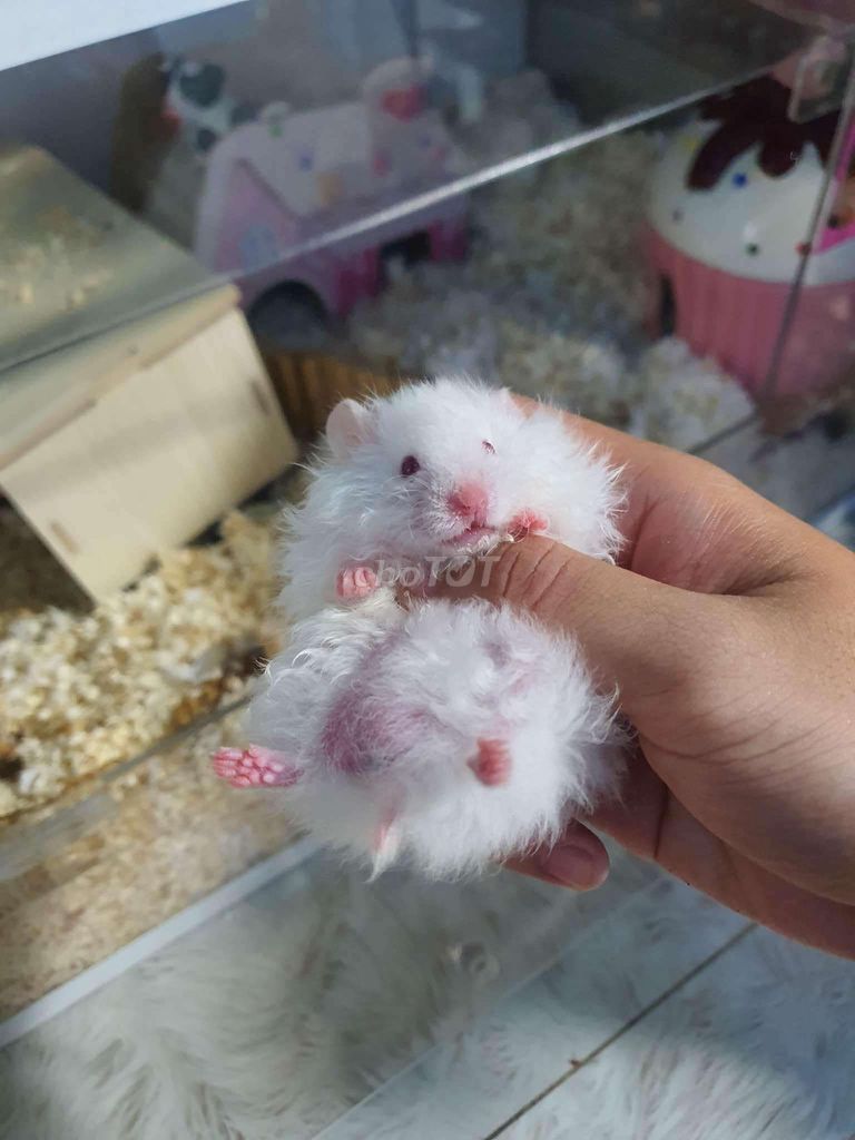 Hamster