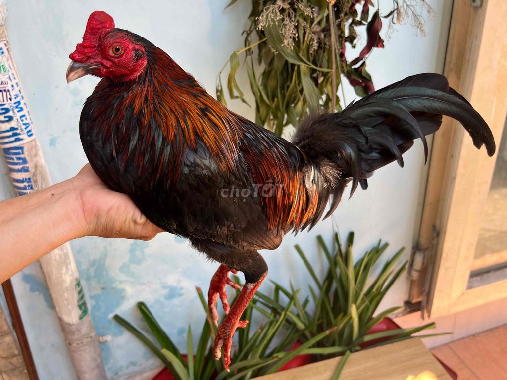 Gà trống qe cuban jap 1kg380 zin vip. Mua bán Gà tại Huyện Bình Chánh Tp Hồ Chí Minh được đăng bởi Tuấn Gà Đá  hình 1