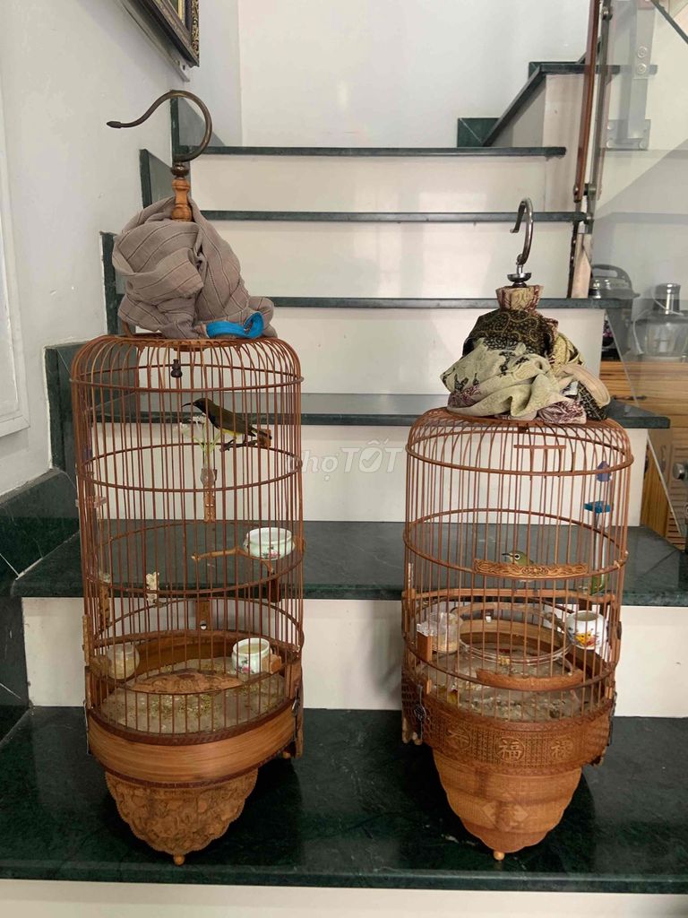 Chim Hút mật họng đen trống 2 mùa. Mua bán Chim tại Quận 12 Tp Hồ Chí Minh được đăng bởi Thanh tran hình 1