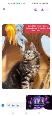 4 bé Mèo Maine Coon đực cái có đủ.2.5 tháng