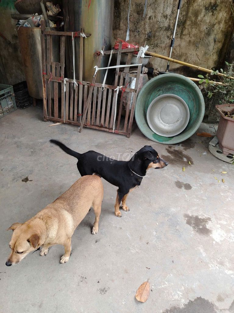 chó lục hợp cẩu 4 mắt. Mua bán Chó tại Quận Hà Đông Hà Nội được đăng bởi hai tran hình 1