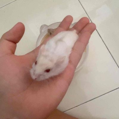 Hamster Winter White Trắng Nâu