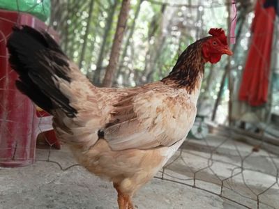 Mái mỹ 2kg3. Mua bán Gà tại Huyện Mỏ Cày Nam Bến Tre được đăng bởi Trai ga Đai Phat 71